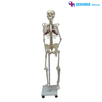 Jual Manekin Fullbody Torso Kerangka Tulang Manusia