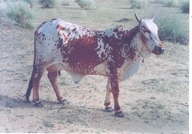Rathi  AVERAGE YIELD 5-6 kg | POTENTIAL 20-25 kg  Mostly found in Bikaner and Ganganagar districts of  Rajasthan and parts of Punjab, adjoining to Rajasthan.  These are medium-sized animals with short horns,  Photo: