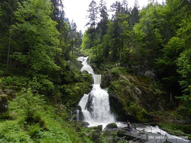 Cascadas de Triberg, Selva Negra