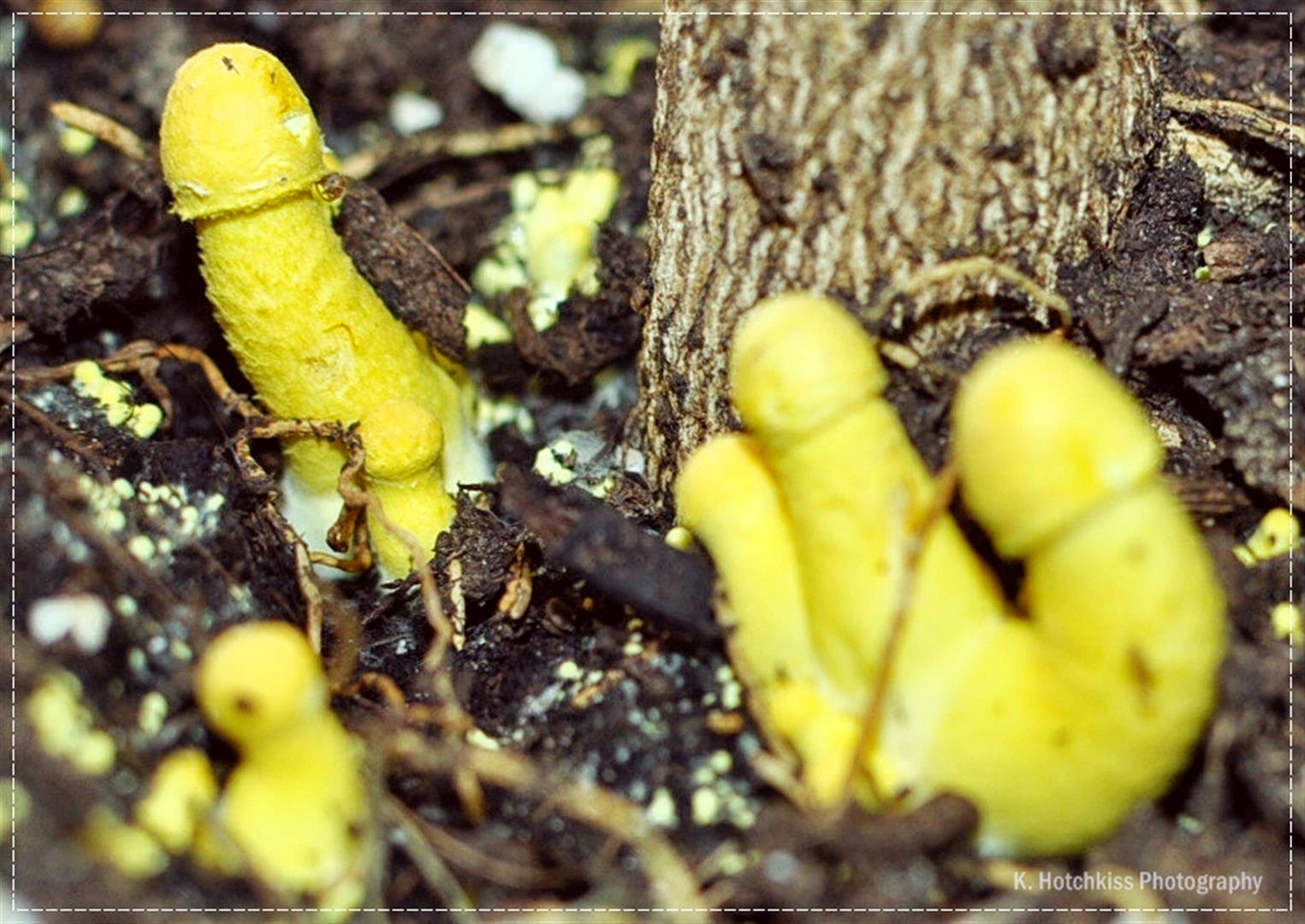 "My Lifes Journey In Focus" Yellow Mushroom