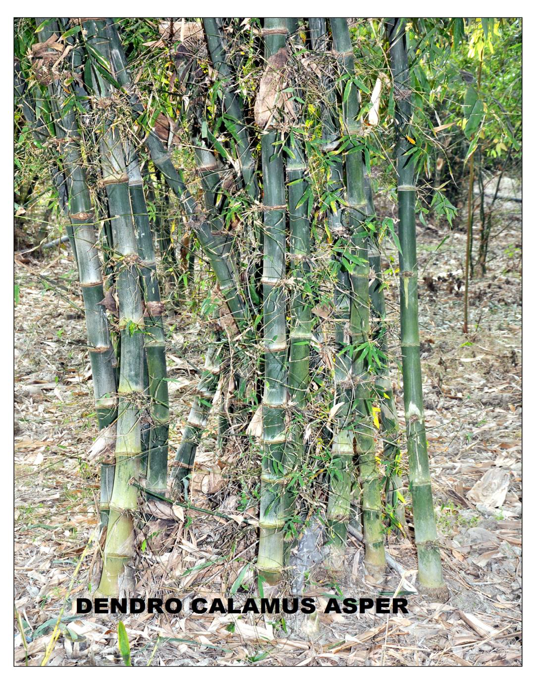 BamBoo A Miracle Plant Bamboo Life Cycle Making of Bamboo Clamp