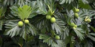 manfaat daun sukun untuk diabetes cara mengolah daun sukun untuk obat diabetes, manfaat buah sukun untuk diabetes, efek samping daun sukun, manfaat daun sukun kering, akibat minum daun sukun, manfaat daun sukun untuk ginjal, manfaat daun sukun muda, cara mengolah daun sukun untuk obat jantung
