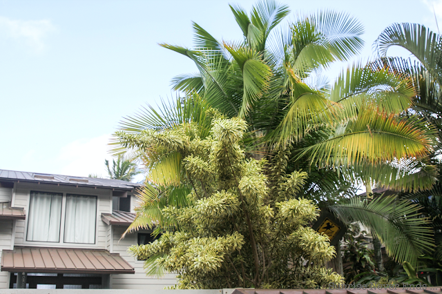 random,north shore,oahu,hawaii,beach house,beach shack,végétation tropicale,palmiers,bananiers,