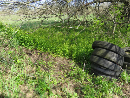 garlic mustard