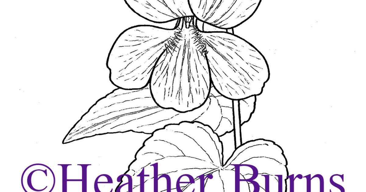 State Flower Coloring Book: Rhode Island State Flower: Violet