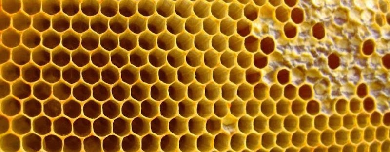 18+ Bentuk Sarang Lebah