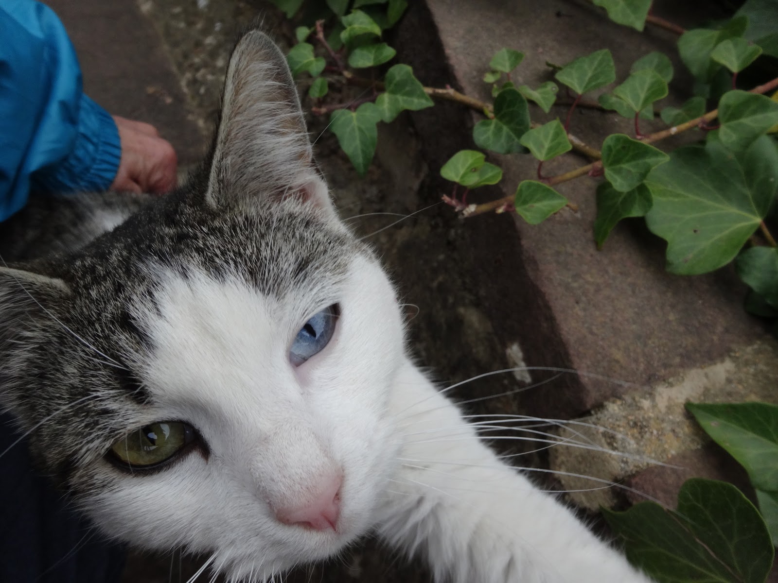 スペイン 気になる話 杉だらけ オッドアイの猫ちゃんとgallifa村の山歩き