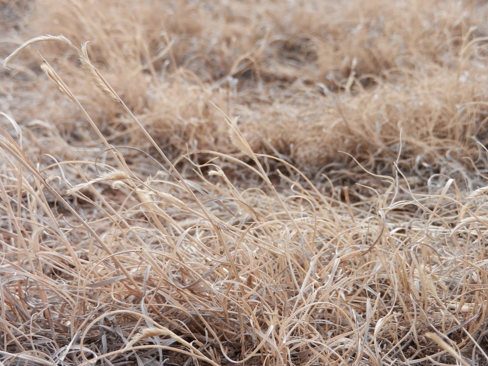 prairie grass pic prairie grass pic