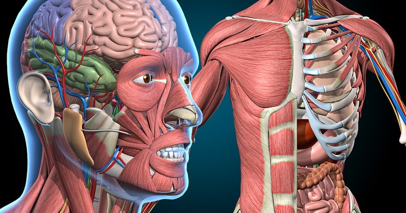 Medical Sciences Books ANATOMY - One University
