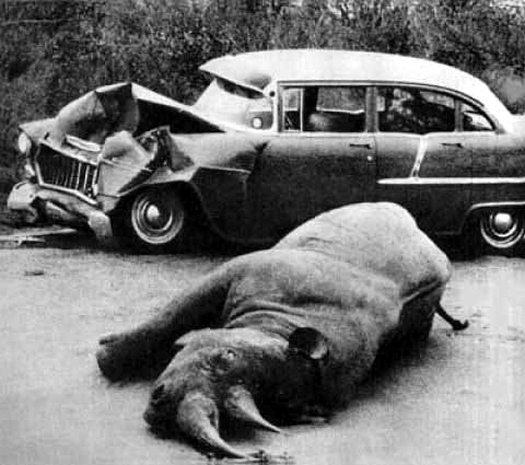 Jim Serrett Studio: The Hundredth Monkey Phenomenon and the Realist ...