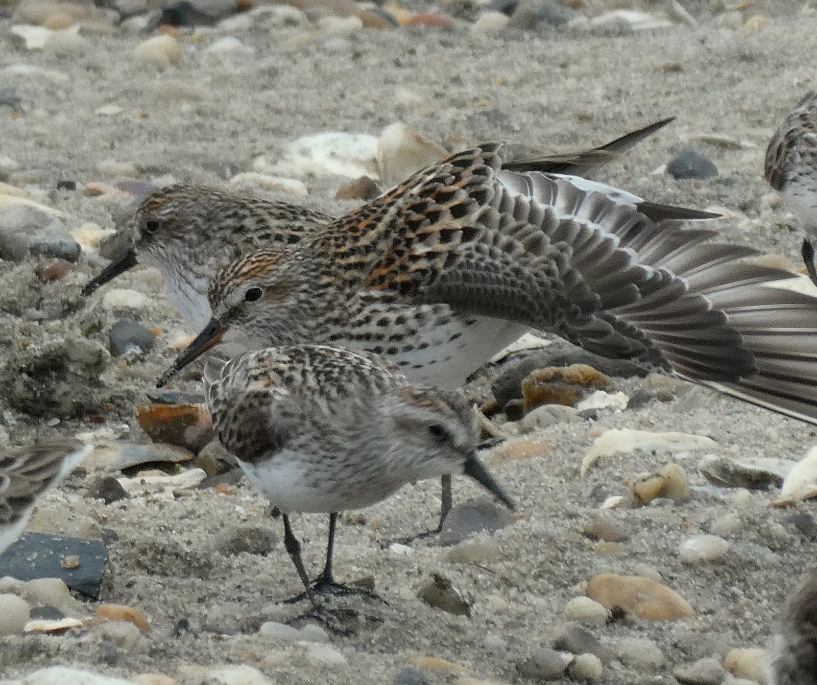 Northamptonshire Birding Delaware Shorebirds