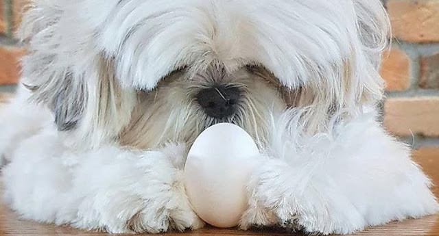 Aqui esta o motivo para você acrescentar o Ovo na alimentação do seu Shih Tzu