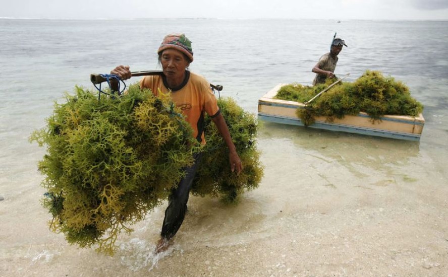 Malaysia Seaweed Natural Sea Bird's Nest Eucheuma Seaweed (海燕窝，珊瑚藻