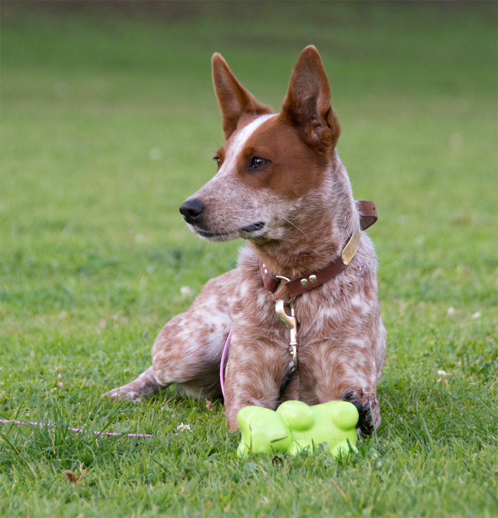 The Dog Geek Product Review Petmate JW Megalast Bear