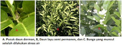 Bagaimana Cara Tanaman Jeruk Dalam Pot Cepat Berbuah Bagaimana Cara Tanaman Jeruk Dalam Pot Cepat Berbuah