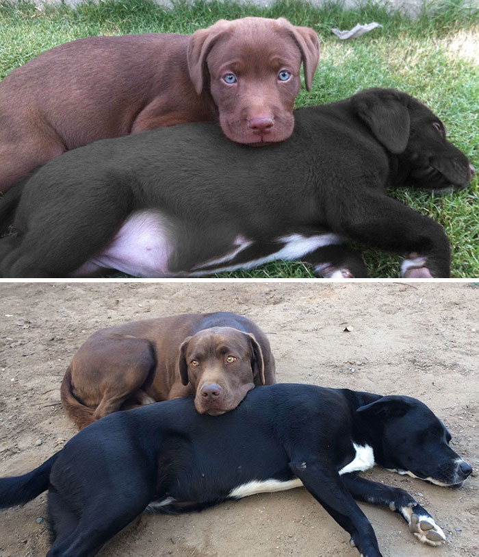 50 Heart-Warming Photos of Animals Growing Up Together - Inseparable 50 Heart-Warming Photos of Animals Growing Up Together - Inseparable