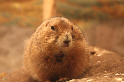 Black-Tailed Prairie Dog Black-Tailed Prairie Dog