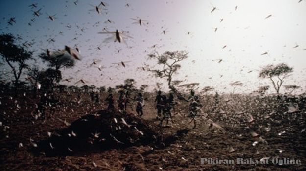 Misteri Tulah Mesir dan Penjelasan Ilmiahnya:bulu perindu pemikat