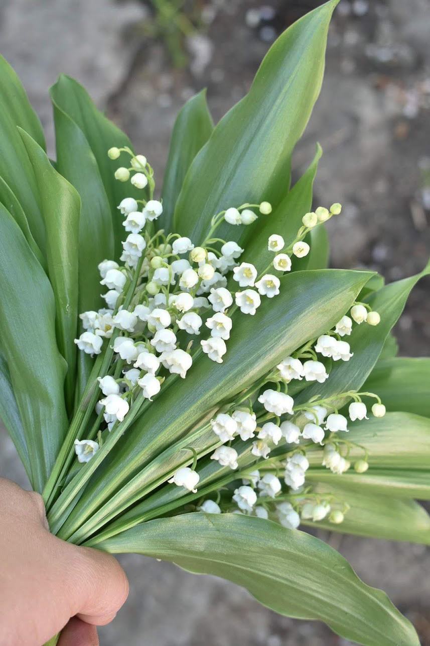 The Grower's Daughter: in the garden - lily of the valley