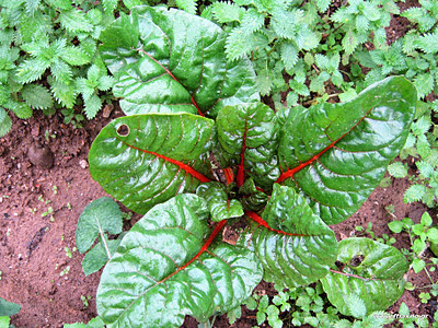 Λαχανίδες (σέσκουλα): σπορά φύτεμα καλλιέργεια
