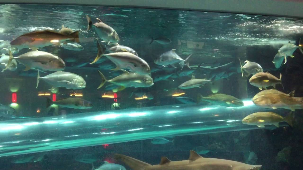 shark tank casino las