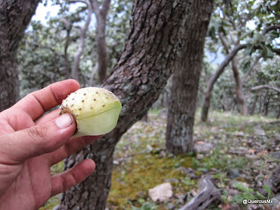 Xoconostle en el Cerro Grande de Ameca