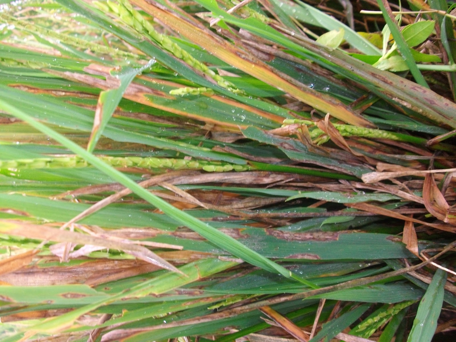 Agritani: PENGENDALIAN PENYAKIT BLAST