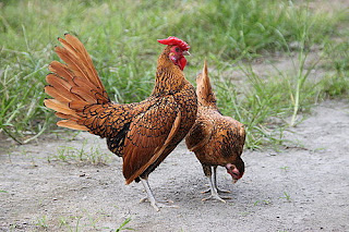 Galeri Foto Ayam Batik Kanada Cokelat Gold Terbaru 15 Galeri Foto Ayam Batik Kanada Cokelat Gold Terbaru Jual Ayam Hias Ayam Batik Kanada Cokelat Gold