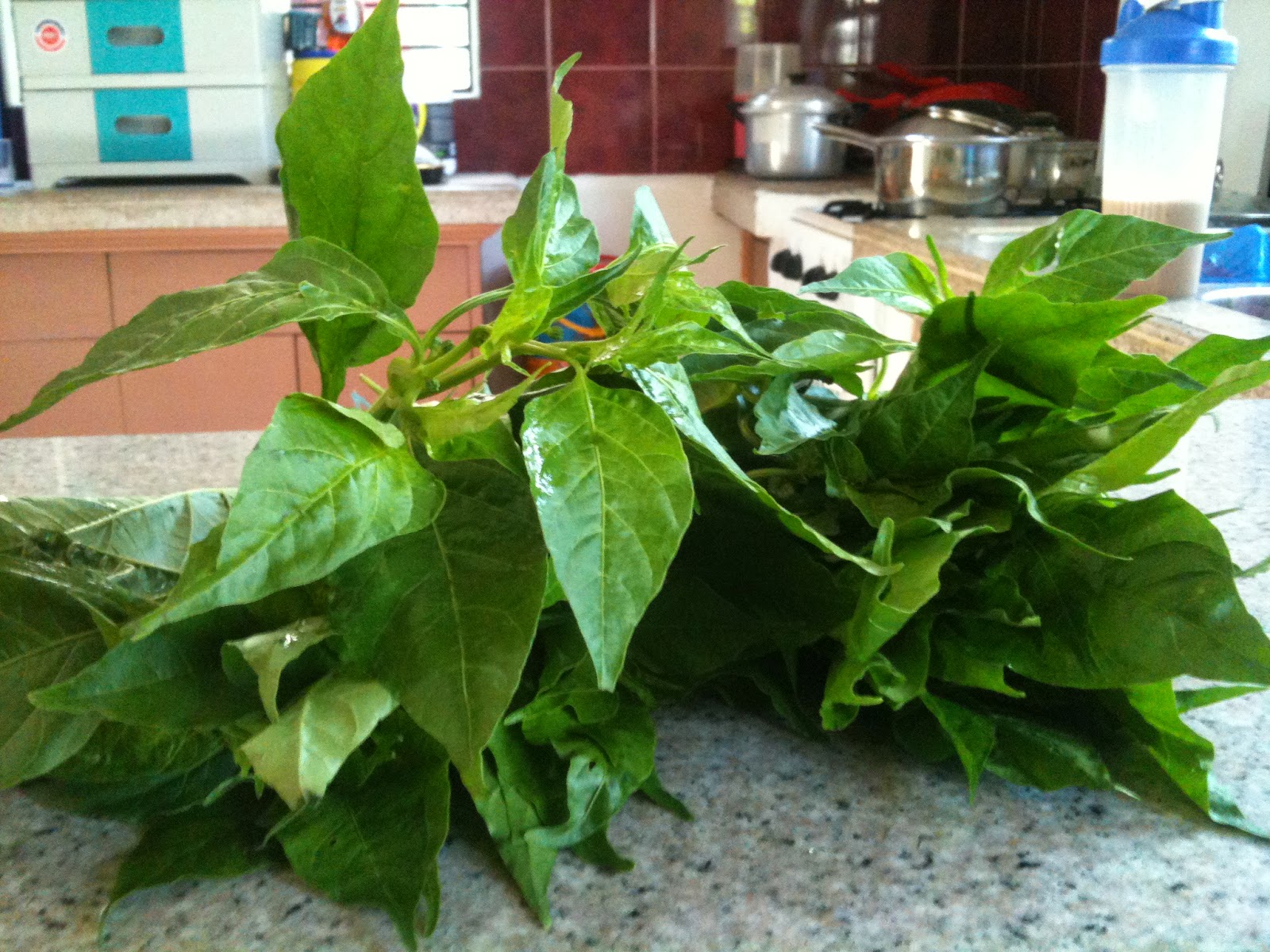 Can Chili Leaves Be Eaten at Ernest Oyola blog
