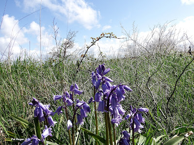 bluebells