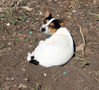Louise having a rest in a warm hollow of dirt Louise having a rest in a warm hollow of dirt