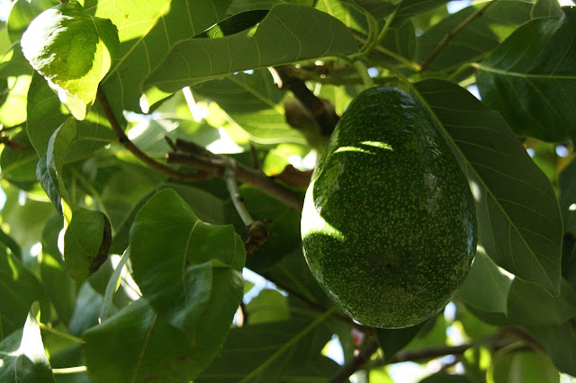 persea americana - aguacate persea americana - aguacate