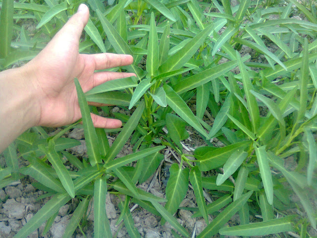 Tanaman Kangkung di Sawah