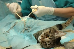 Mencakup Neutering dan Spaying Mencakup Neutering dan Spaying