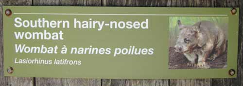 Southern Hairy-Nosed Wombat (Sign)