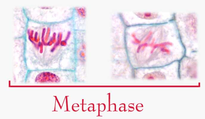 Chase's Science Blog: Mitosis