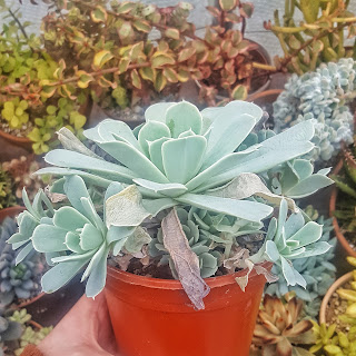 Echeveria with dead leaves