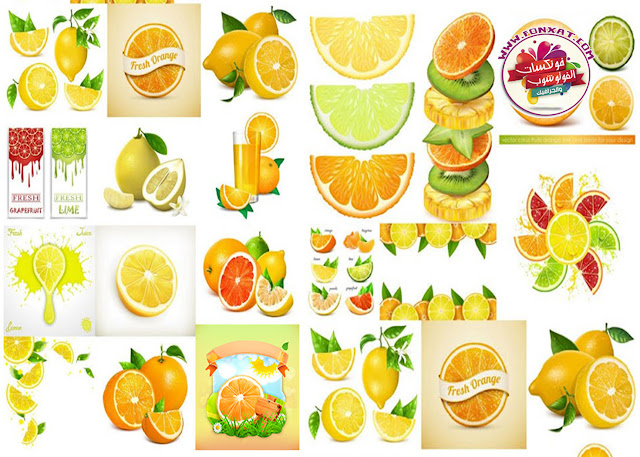 Citrus Fruits Vector