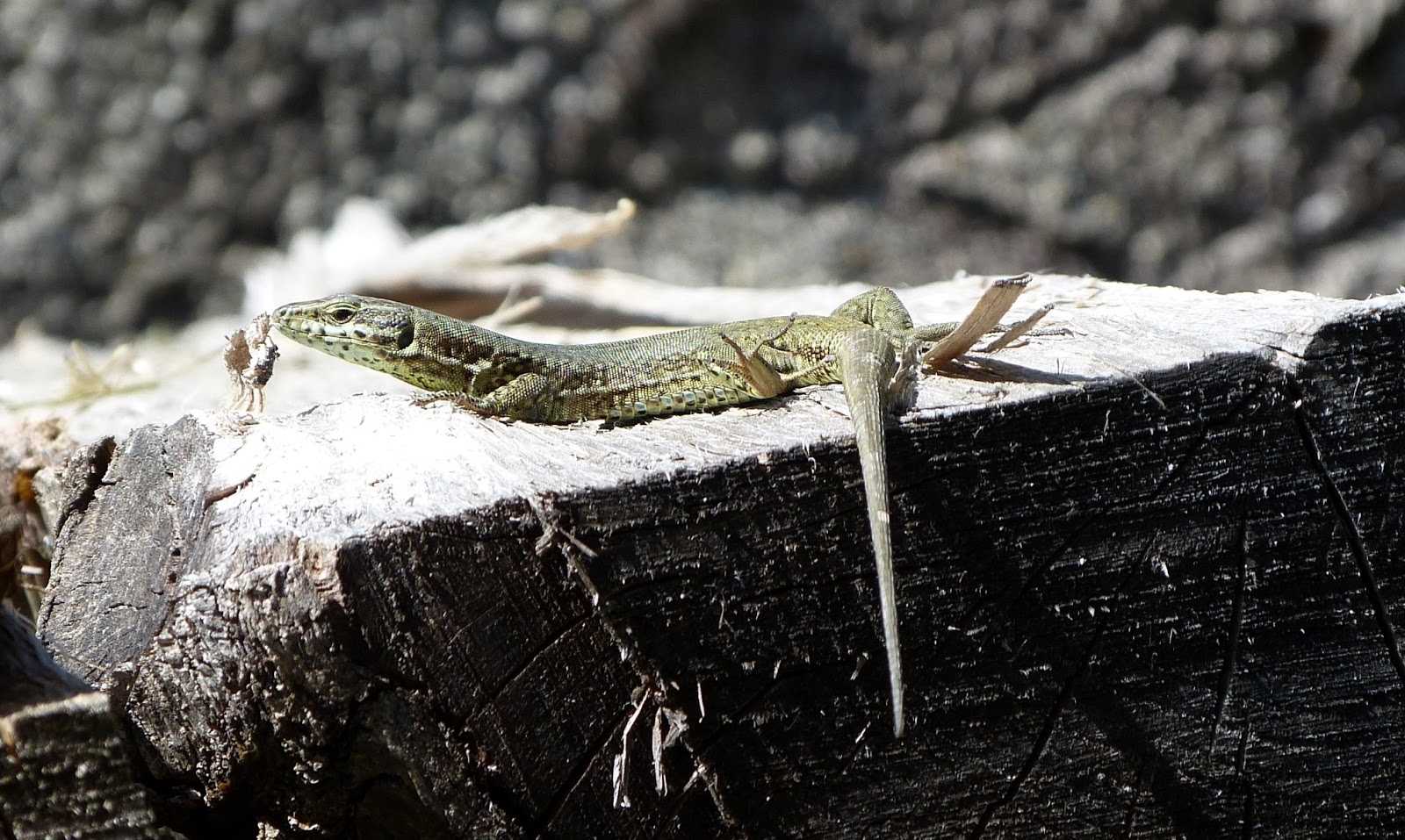 Hiking in Switzerland Gabrielle and Urs The Emerald Lizard Trail in