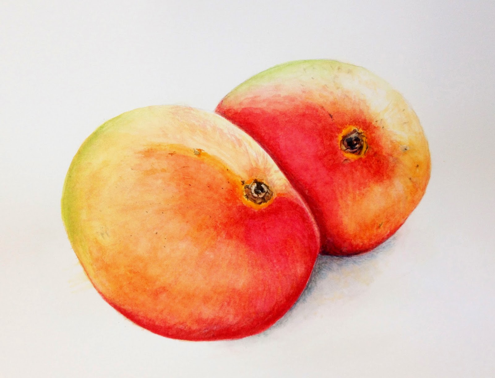 Botanic Art Classes June 2014