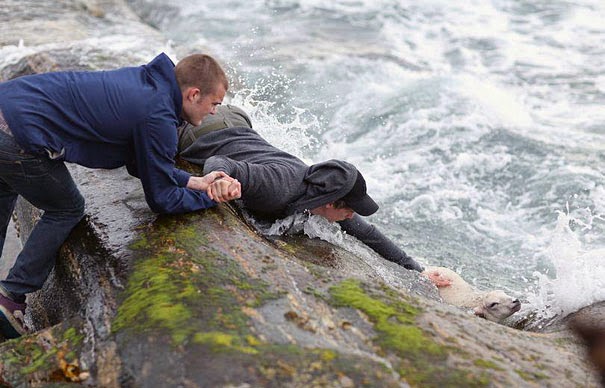 20+ Photos That Will Restore Your Faith In Humanity - Two Norwegian Guys Rescuing A Baby Lamb Drowning In The Ocean