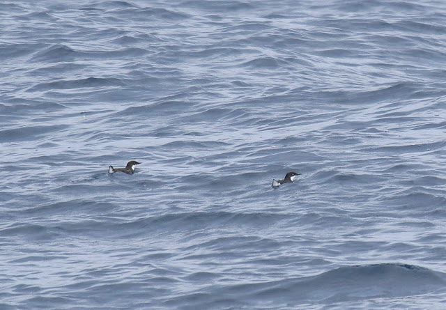 Craveri's Murrelets Craveri's Murrelets