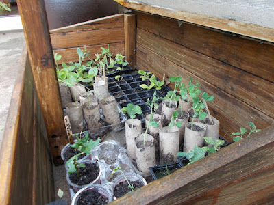 The coldframe Allotment Diary 80 Minute Allotment Green Fingered Blog