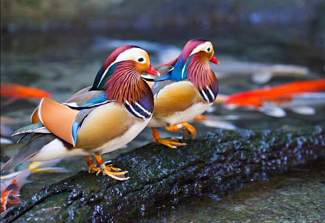 vida selvagem e urbana patos mandarim uma ave que parece pintada