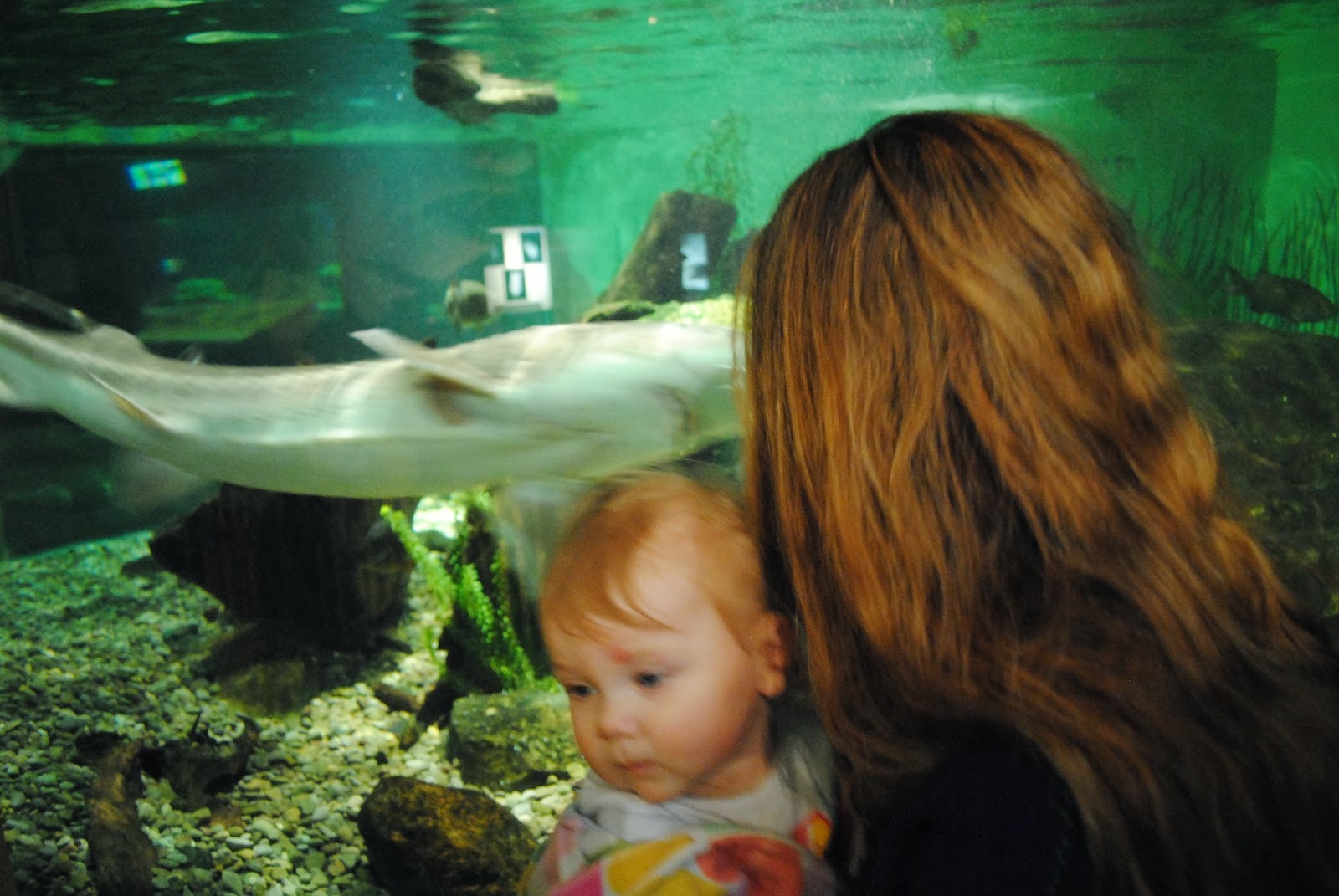 Buffalo Belle Aquarium of Niagara
