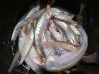 Ikan Lais Cryptopterus Spp Biota Dunia Perairan Ikan Lais Cryptopterus Spp Biota Dunia Perairan