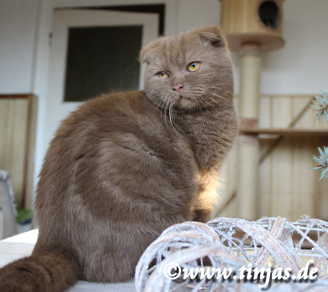 Scottish Fold 18 Wochen aus der Tinjas Katzenzucht Katenzucht Tinjas Scottish Fold cinnamon