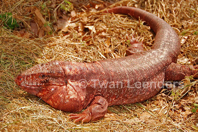 reptiles argentinos Iguana colorada Tupinambis rufescens