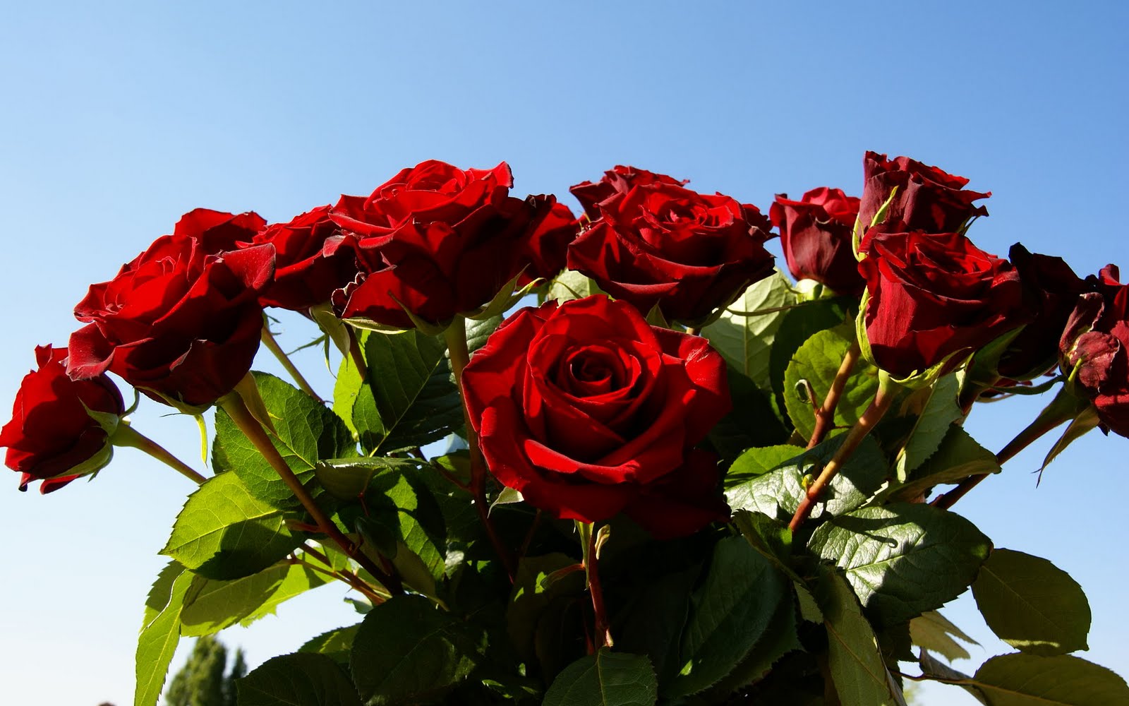 Free Flowers Photo And Wallpapers: red rose flowers pictures gallery