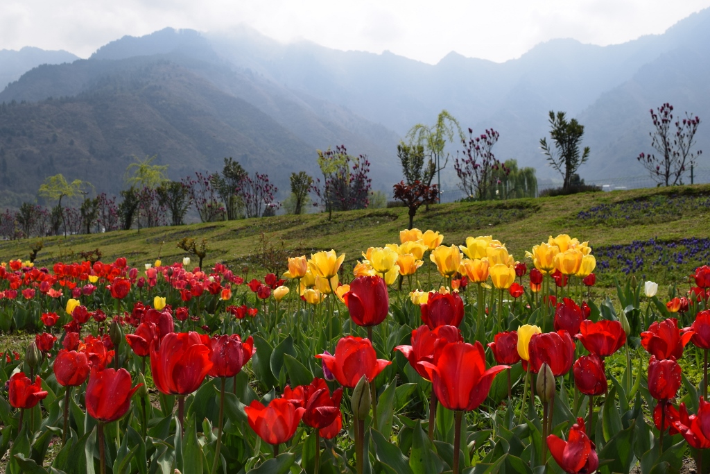 Puisi Bunga Dan Salju Di Kashmir Emak Mbolang